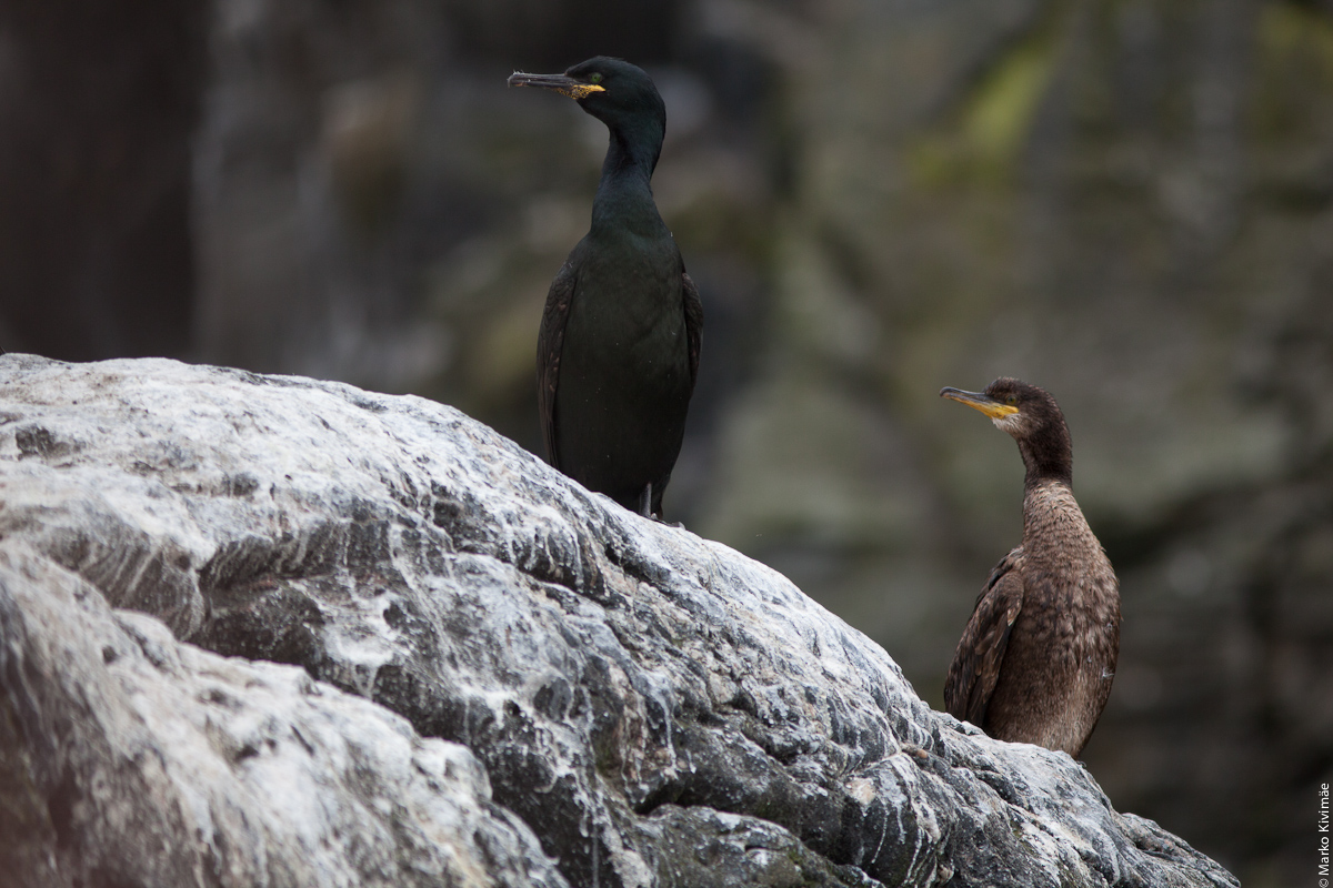 Paremale vaat! Vana ja noor kormoran ehk karbas, Phalacrocorax carbo